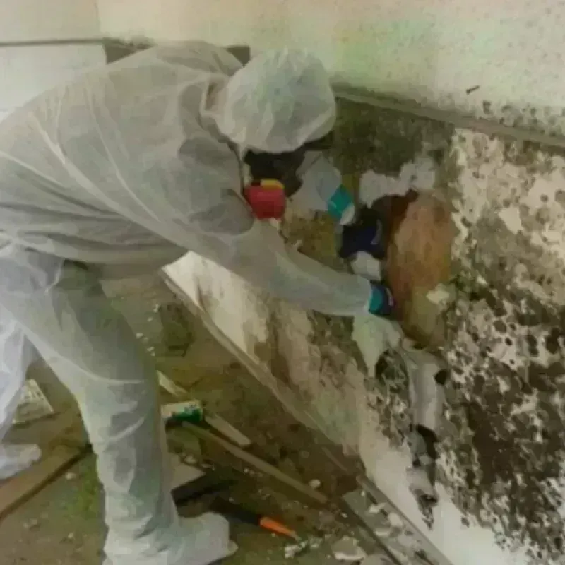 Mold Remediation and Removal in Arlington County, VA